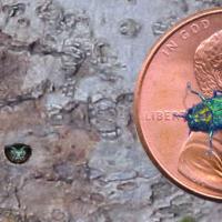 EAB on a Penny