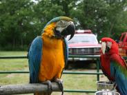 Parrots