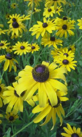 Black-Eyed Susan Flowers