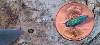 EAB on a Penny